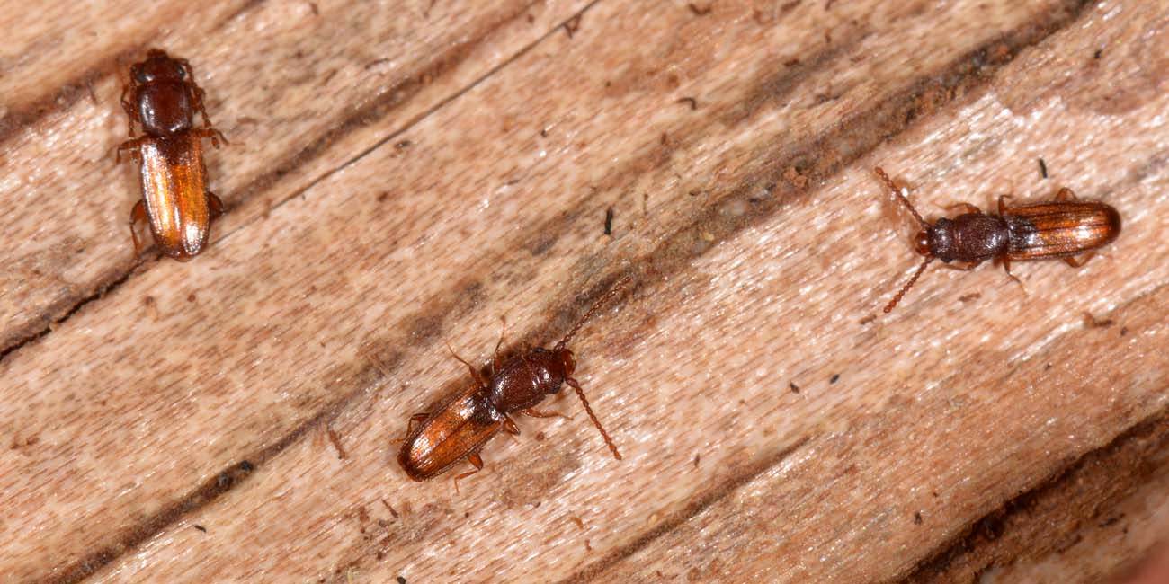 Bothrideres bipunctatus (Bothrideridae) e Cryptolestes cfr. duplicatus (Laemophloeidae)